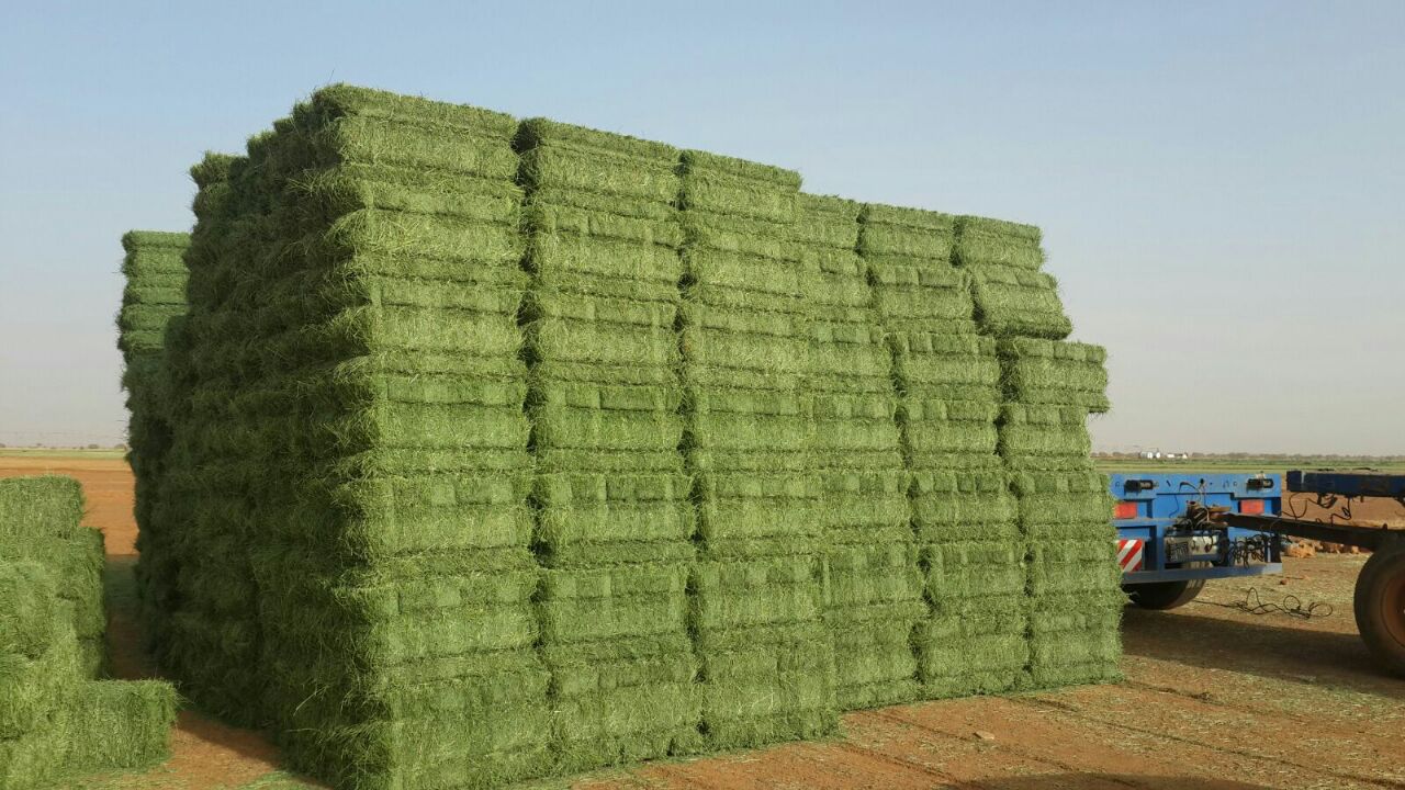 Fodder Products -  Finest types of Sudanese, American, Spanish and Egyptian Alfafa